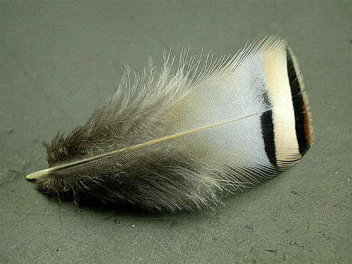 Chukar feather