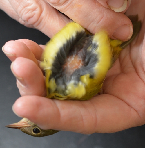 Connecticut Warbler's fat score being measured