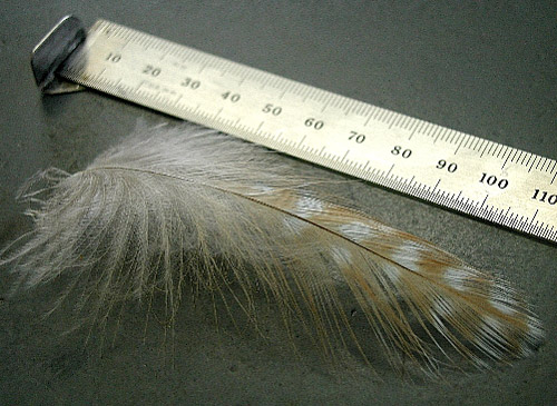 A feather from a male Cooper's Hawk