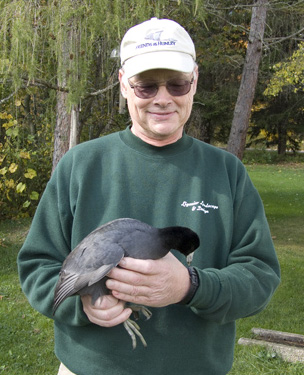 American Coot being held by rescuer