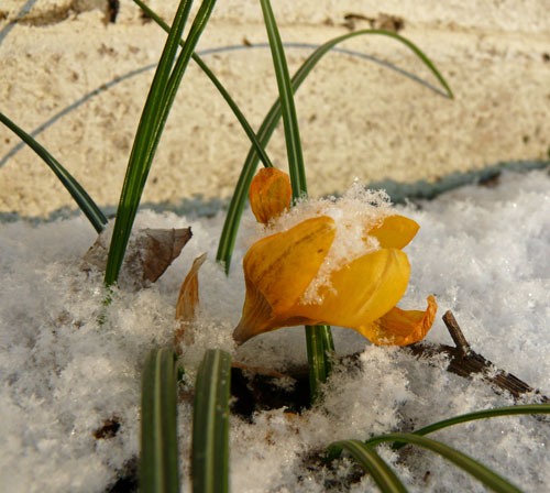 Crocus covered in snow