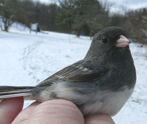 Dark-eyed Junco with white marks on its wing