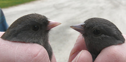 two Dark-eyed Juncos, different colored beaks