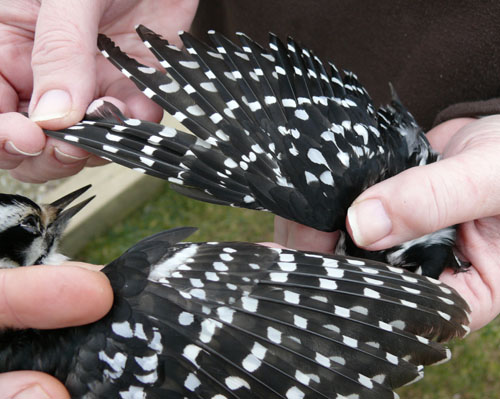 two Hairy Woodpecker wings comparing age
