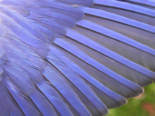 Wing detail of a male Eastern Bluebird