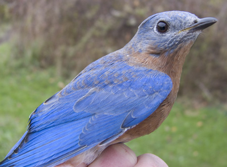 Adult HY male Eastern Bluebird