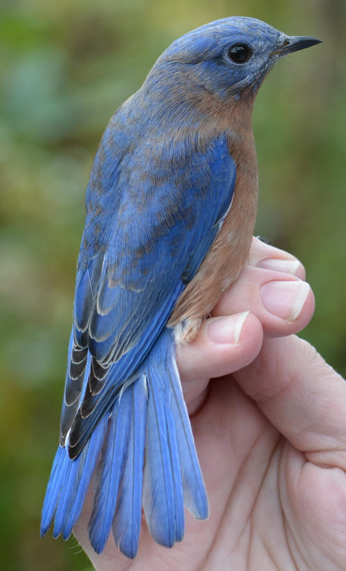 adult male Eastern Bluebird