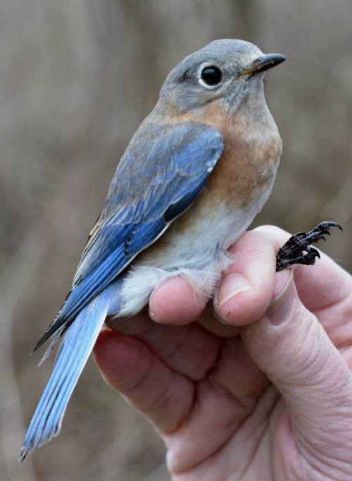 adult female Eastern Bluebird