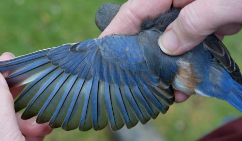 wing feathers of an adult Eastern Bluebird