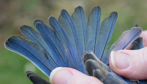 tail feathers of an adult Eastern Bluebird