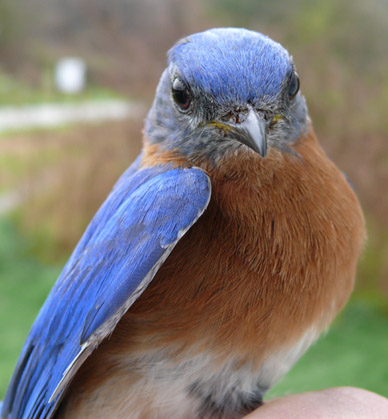 male Eastern Bluebirds