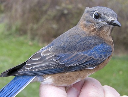 HY female Eastern Bluebird