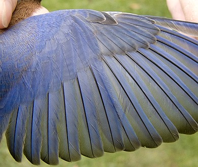 Wing detail of an HY male Eastern Bluebird