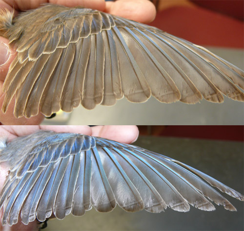Eastern Bluebird wing, 2 views in different angles. top brown, bottom blue