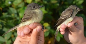 Eastern Phoebe and the Eastern Wood-Pewee