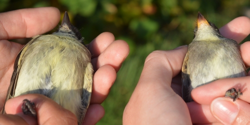 underbellies of the Eastern Phoebe and the Eastern Wood-Pewee
