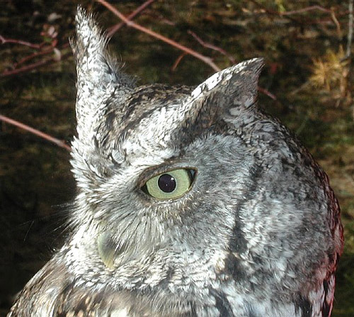 Female Eastern Screech Owl left side face