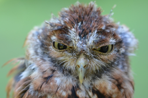 detail of eastern screech owl