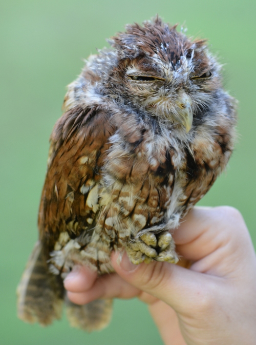 young eastern screech owl 