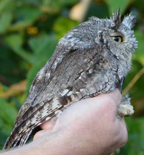 profile view of gray morph owl