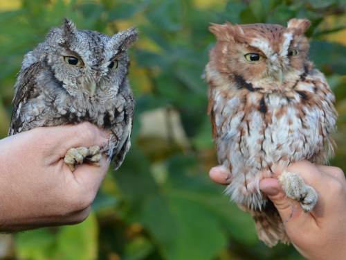 two eastern screech owls