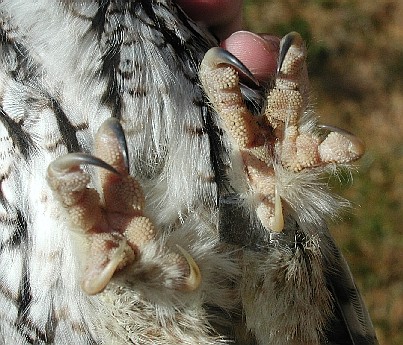 Feet of an Eastern Screech Owl
