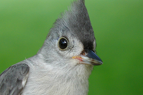 Young Tufted Titmouse