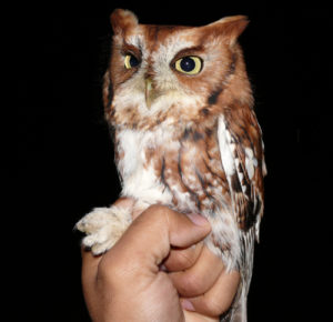 Eastern Screech Owl