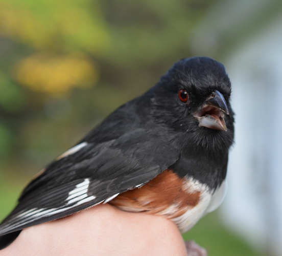 Eastern Towhee with red eyes