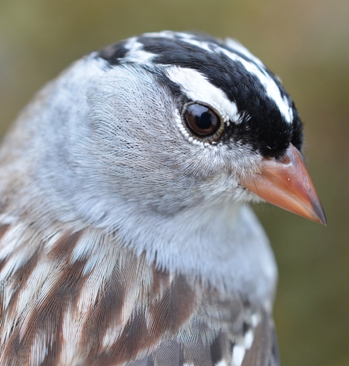 Eastern White-crowned sparrow headshot