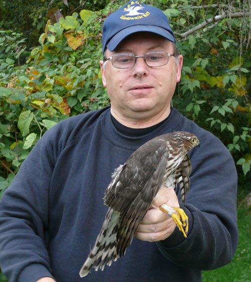man holding a sharp-shinned hawk