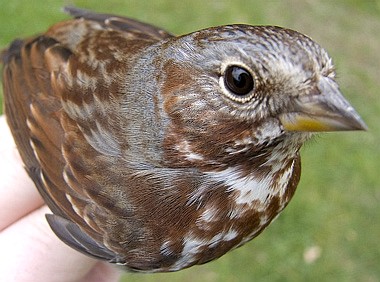 Close up of a Fox Sparrow