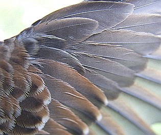 Wing detail of a Fox Sparrow