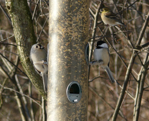 three birds feeding from a bird feeder in the winter