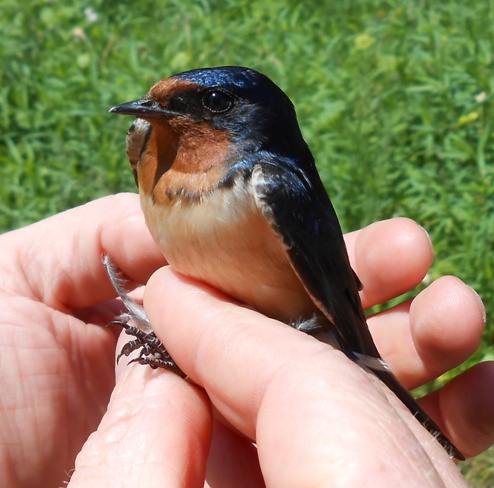 Female Barn Swallow