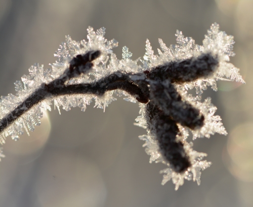 frost on a tree limb