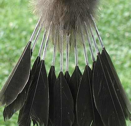 Tail detail, juvenile Gray Catbird
