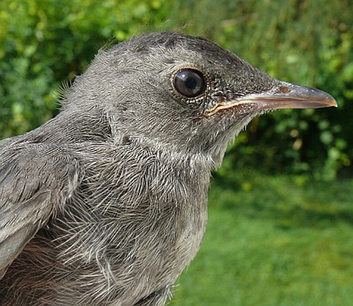 young Gray Catbird