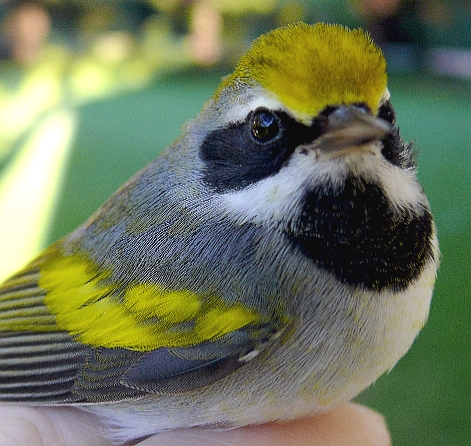 Immature male Golden-winged Warbler