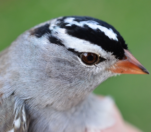 Gambel's White-crowned sparrow headshot