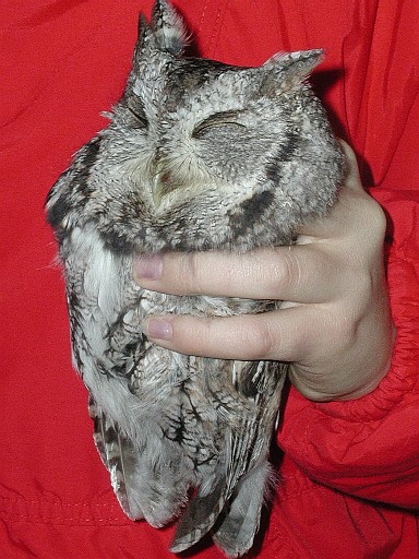 Eastern Screech Owl