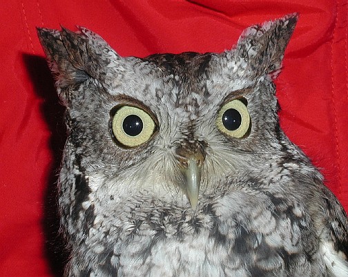 Female Eastern Screech Owl