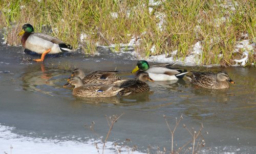 Group of Mallard ducks in thawing pond