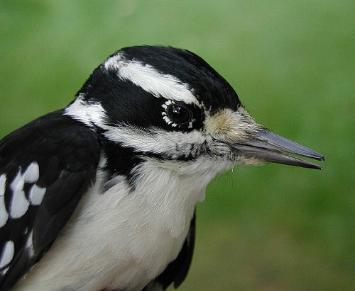 Immature female Hairy Woodpecker