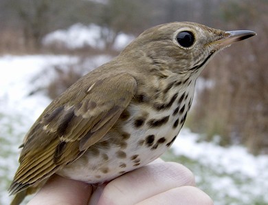 A hatchling year Hermit Thrush in profile