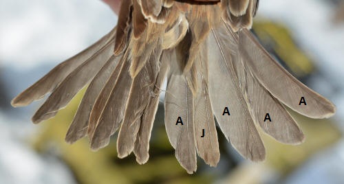 tail of the female labeled to show differences in juvenal and adult feathers