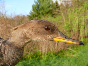 female Hooded Merganser, closeup of head