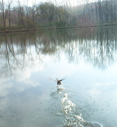 female Hooded Merganser flying over a pond