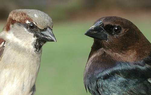 male House Sparrow and male Brown-headed cowbird