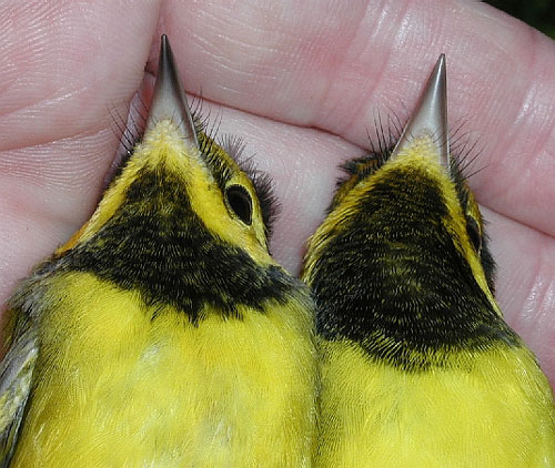 Two Hooded Warblers, detail of throat markings, adult female on left, hatchling year male on right